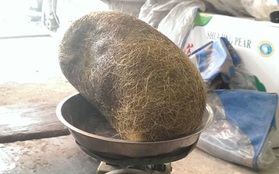 Hà Nội: Mổ heo ăn giỗ, phát hiện "cát lợn" khủng 2,8kg