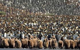 150.000 con chim cánh cụt Châu Mỹ kéo nhau ra bờ biển hóng gió