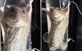 Trói chuột vào chai thủy tinh tra khảo vì dám ăn cắp chuối
