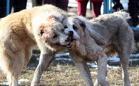 Những hình ảnh tàn bạo trong cuộc thi chọi chó tại Kyrgyzstan