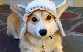 Đội mũ len quá dễ thương, chú chó Corgi đã bị các thánh chế ảnh cho "lên thớt"
