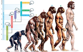 Đây là bằng chứng cho thấy sự tiến hóa của loài người vẫn còn rất "lỗi"