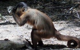 Lũ khỉ ở Brazil đã chính thức tiến hóa: biết... đập đá chế đồ