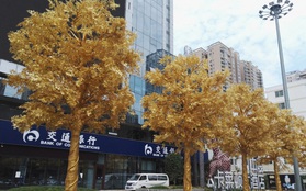 Cây trổ lá vàng ròng mà nhiều người ao ước hóa ra là có thật, ở Trung Quốc đấy