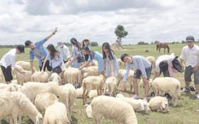 3 cánh đồng nuôi cừu ở Việt Nam, tới đây chụp kiểu gì cũng có ảnh xinh!
