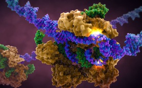 Tìm ra cách kháng virus HIV từ việc biến đổi gene phôi thai người