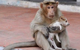 Khỉ mẹ cưu mang chú chó nhỏ như chính con đẻ của mình