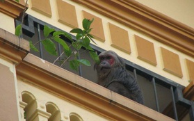 Khỉ mặt đỏ quý hiếm náo loạn khu dân cư ở Hà Nội