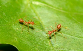 Anh: Phát hiện ra loài kiến có thể gây cháy nhà