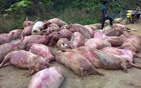 Hàng chục xác lợn chết tím tái, thâm đen bị lấy về ăn