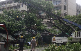 Mưa lớn khiến cổ thụ ở Sài Gòn bật gốc đè 3 căn nhà, cúp điện toàn khu vực