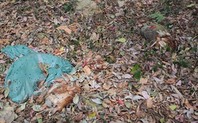 Lâm Đồng: Phát hiện hàng chục bao xác gà đang phân hủy, bốc mùi hôi thối