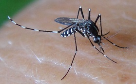 Hai bệnh nhân đầu tiên ở Việt Nam nhiễm virus Zika là do muỗi truyền