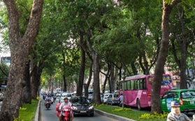 TPHCM di dời 14 cây xanh trên đường Tôn Đức Thắng để xây metro