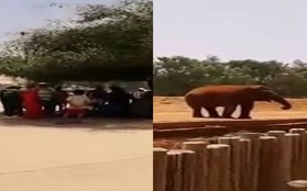 Chụp ảnh trước chuồng thú, cô bé 7 tuổi chết thảm vì bị voi ném đá vỡ đầu