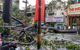 TP. HCM: Cây cổ thụ ngã chắn ngang đường đè nát xế hộp, nam thanh niên bị thương