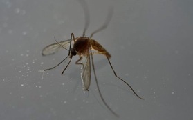 Thái Lan ghi nhận thêm hai ca nhiễm virus Zika ở Chiang Mai