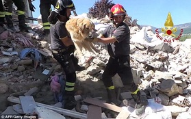 Kỳ tích chú chó sống sót sau 9 ngày bị chôn vùi trong đống đổ nát động đất