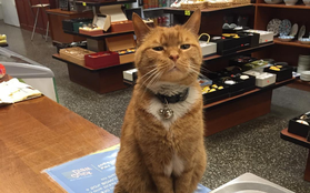 9 năm cần mẫn trông cửa hàng không nghỉ, chú mèo này đã trở nên nổi tiếng khắp New York
