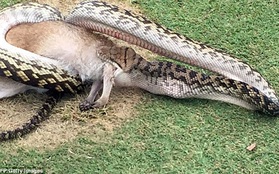 Người chơi hoảng sợ khi thấy con trăn nuốt chửng thú có túi ngay trên sân golf