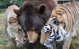 Gặp bộ ba động vật béo ị quyết tâm bên nhau chẳng rời làng động vật