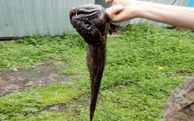 Mới bắt được một sinh vật lạ đầu quái vật, mình lươn tại Nga