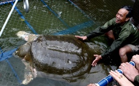 Báo chí thế giới đồng loạt đưa tin về cái chết của cụ Rùa hồ Gươm