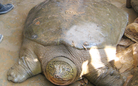 Rùa Đồng Mô khó sống nếu về hồ Hoàn Kiếm