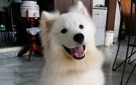 18 minh chứng vì sao Samoyed là hoa hậu thân thiện của loài chó