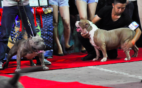 Ngắm những chú chó Bully giá nghìn đô trong cuộc thi dog show ở Sài Gòn