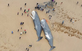 Sự thật bàng hoàng bên trong bụng của hàng loạt cá voi đột tử trên biển