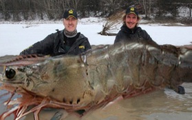 "Bóc phốt" vụ con tôm khổng lồ 145kg ăn thịt cả hải cẩu