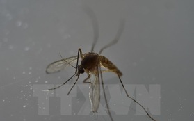 Malaysia: Bệnh nhân nhiễm virus Zika tử vong do biến chứng tim