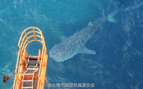 Số phận bi thảm của chú cá mập voi xinh đẹp tại Trung Quốc khiến dư luận thế giới phẫn nộ