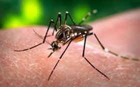 Phát hiện ca đầu tiên nhiễm vi rút Zika ở Phú Yên
