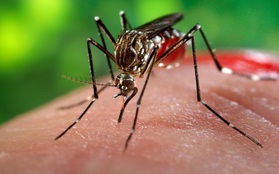 TP.HCM công bố dịch Zika: Chúng ta cần chú ý những gì để phòng tránh?