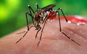 Zika lây lan nhanh chóng, làm ngay những điều này đề ngăn ngừa bệnh