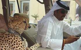 Ả Rập Saudi cấm người dân nuôi mãnh thú: Giới thượng lưu sẽ khoe giàu theo cách điên rồ nào nữa?
