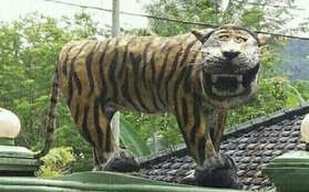 Phát hiện thấy bức tượng hổ mặt ngu buồn cười nhất thế giới