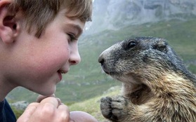 Suốt 9 năm, cậu bé không quản khó khăn, leo lên đỉnh Alps thăm những người bạn chuột chũi của mình