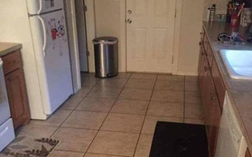 Rõ ràng có chú chó nấp trong căn bếp nhưng người ta không tài nào tìm ra nổi