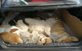 Thiếu nguồn cung, chủ quán lẩu dùng nỏ bắn chết 8 chú chó đem về làm đặc sản