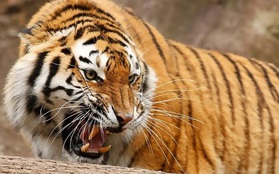 Thụy Sĩ: Nhiều vật nuôi bị vườn thú sử dụng làm đồ ăn cho hổ