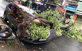 Đà Nẵng: Mưa lớn, cây xanh bật gốc đè móp đầu ôtô đậu bên đường