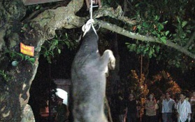 Hình ảnh con trâu bị treo cổ lên cây cho đến chết trong lễ hội ở Yên Bái gây tranh cãi