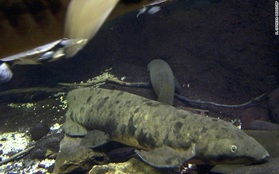 "Ông" cá cảnh già nhất thế giới qua đời, thọ hơn 100 tuổi