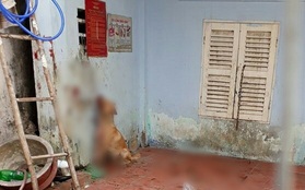Giận hờn, nam thanh niên ở Sài Gòn tra tấn dã man chú chó của bạn để trả thù