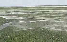 Cơn ác mộng mang tên mạng nhện khổng lồ trải dài trên khắp đồng cỏ
