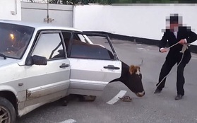 Nhóm trộm ăn cắp bò nặng 1 tấn rồi nhét luôn vào ghế sau ô tô