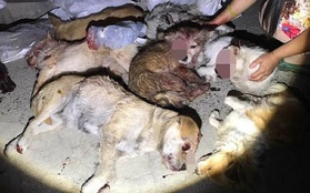 Trung Quốc: Hàng loạt chú chó hoang bị lực lượng trật tự đô thị đánh đập tới chết